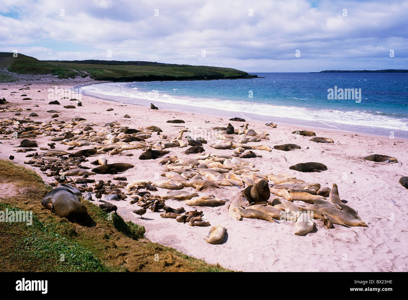 Hooker di leoni di mare Isola di Auckland, Nuova Zelanda Foto Stock