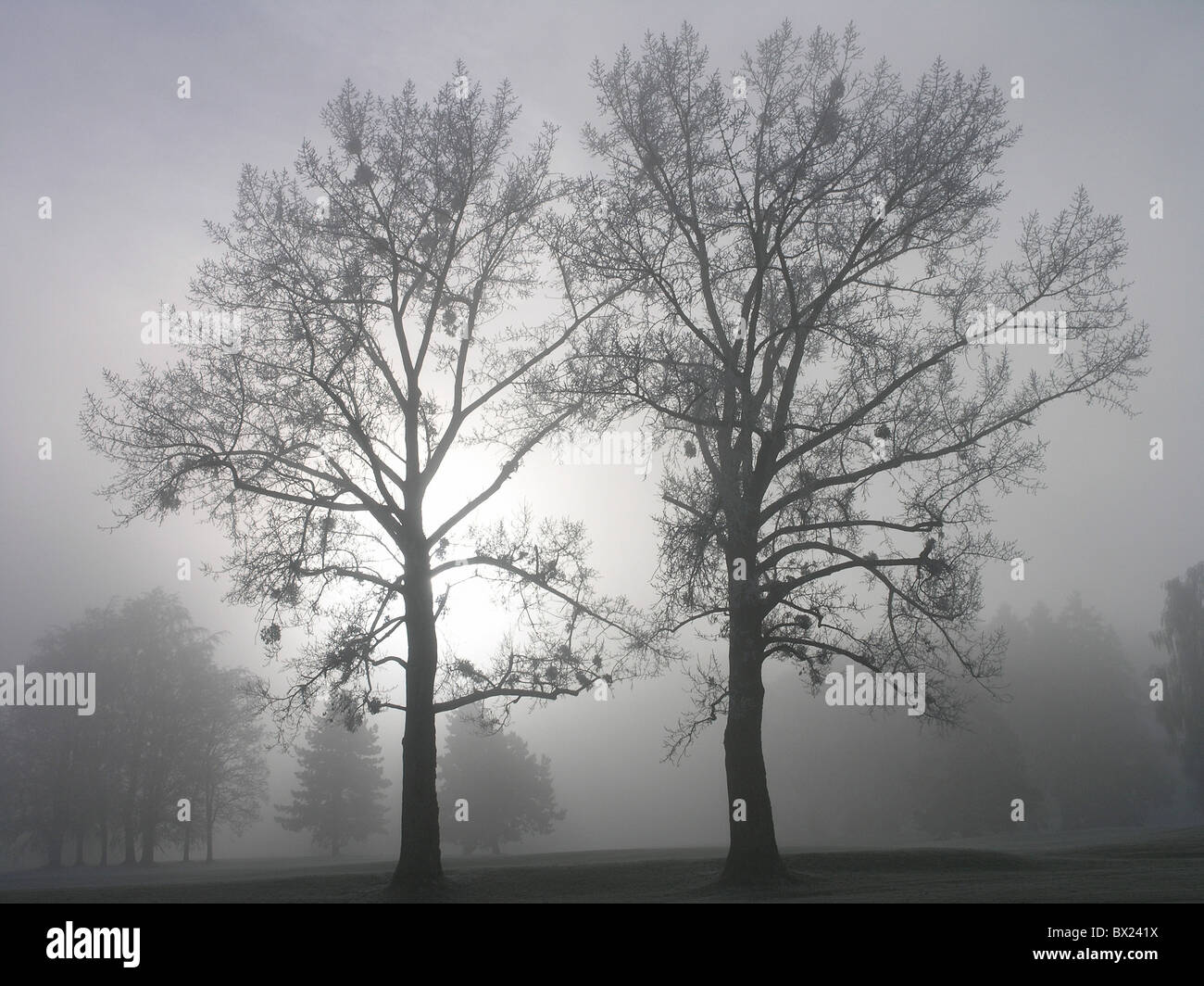 Nebbia umore paesaggio paesaggio alberi silhouette in Svizzera Europa Foto Stock