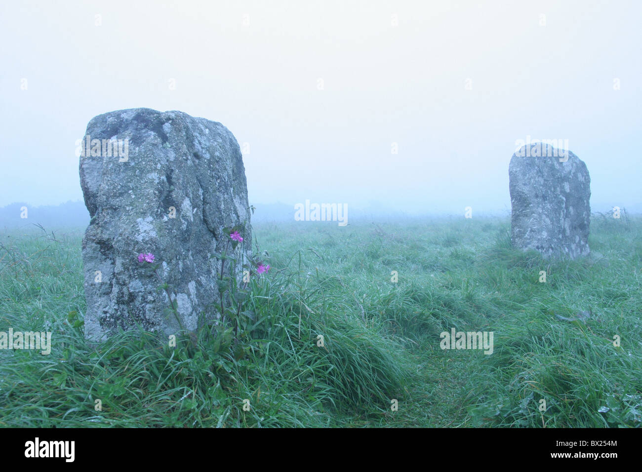 Cornwall Inghilterra Europa erratici fiori foundlings Gran Bretagna Europa prato Merry Maidens mystic Foto Stock