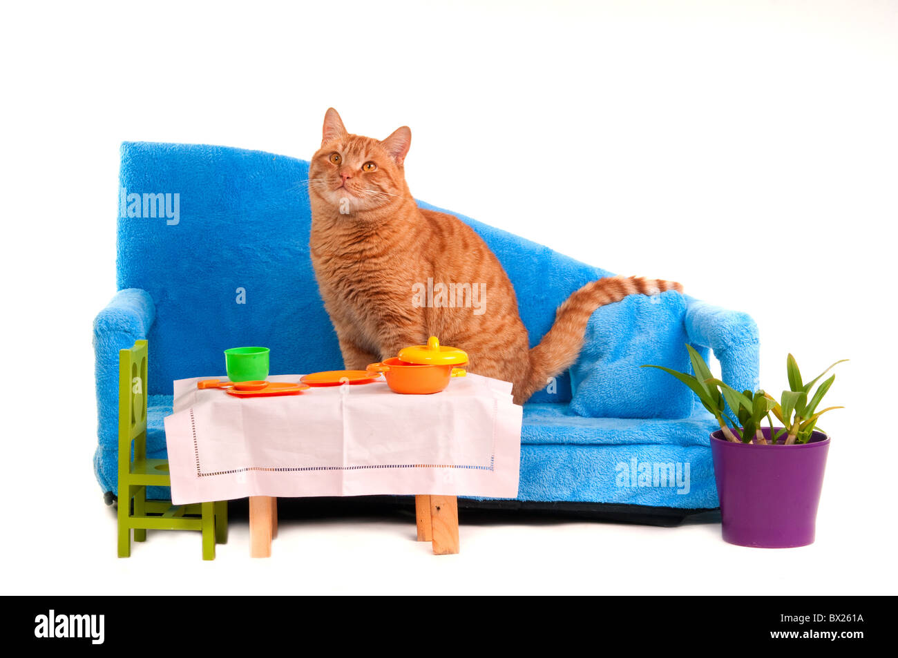 Splendida cat sta per avere una cena Foto Stock