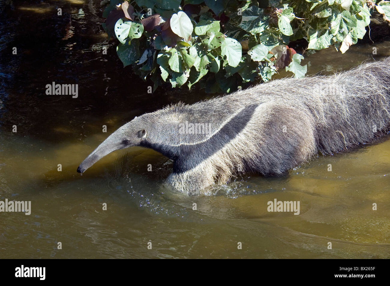 Grande Grande anteater Myrmecophaga tridactyla acqua animali animali Foto Stock