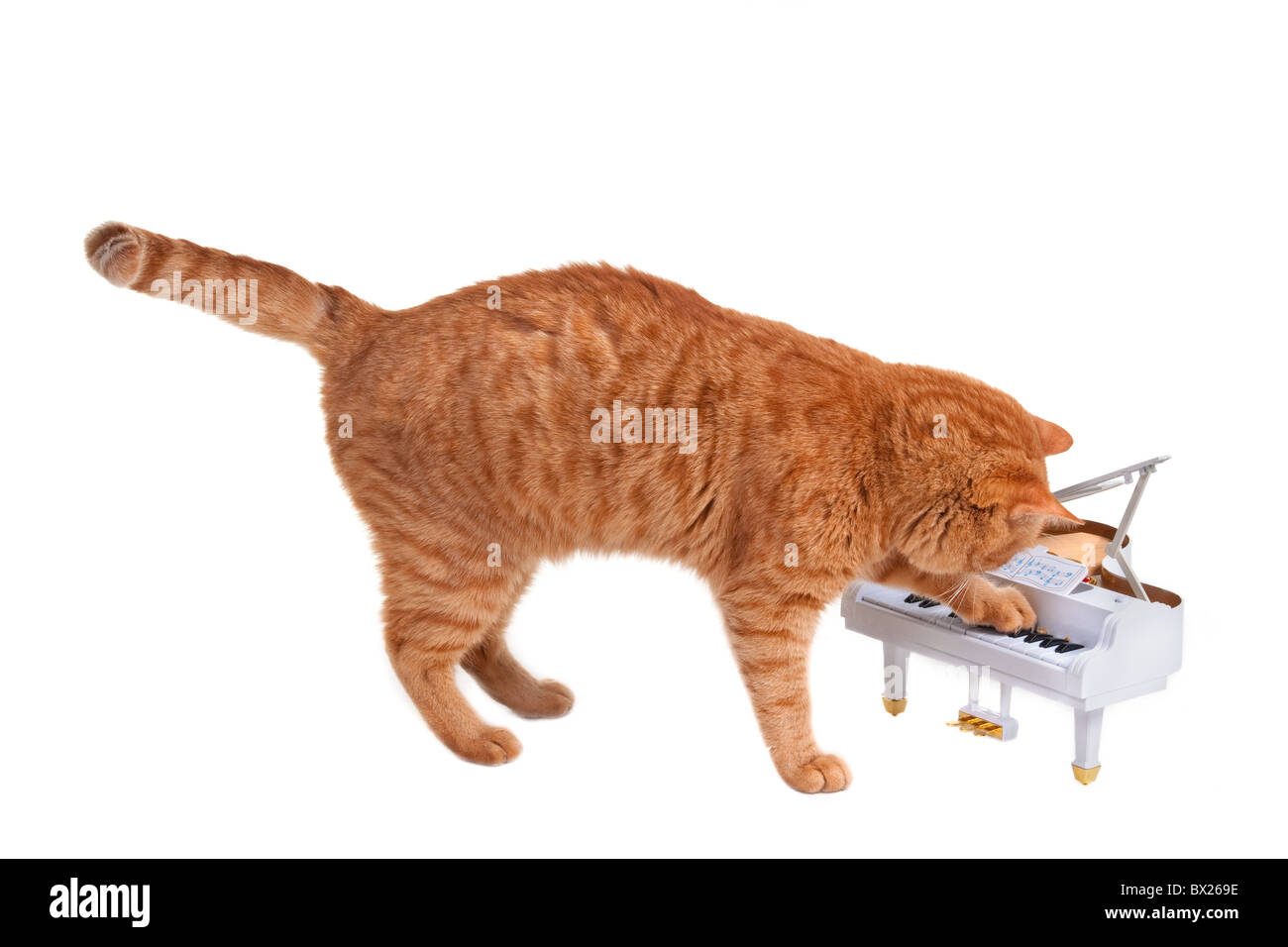 Cucciolo rosso giocando sul pianoforte Foto Stock
