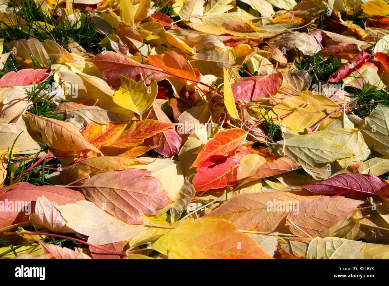 Colorato Foglie di autunno sul terreno a Boise, Idaho, Stati Uniti d'America. Foto Stock