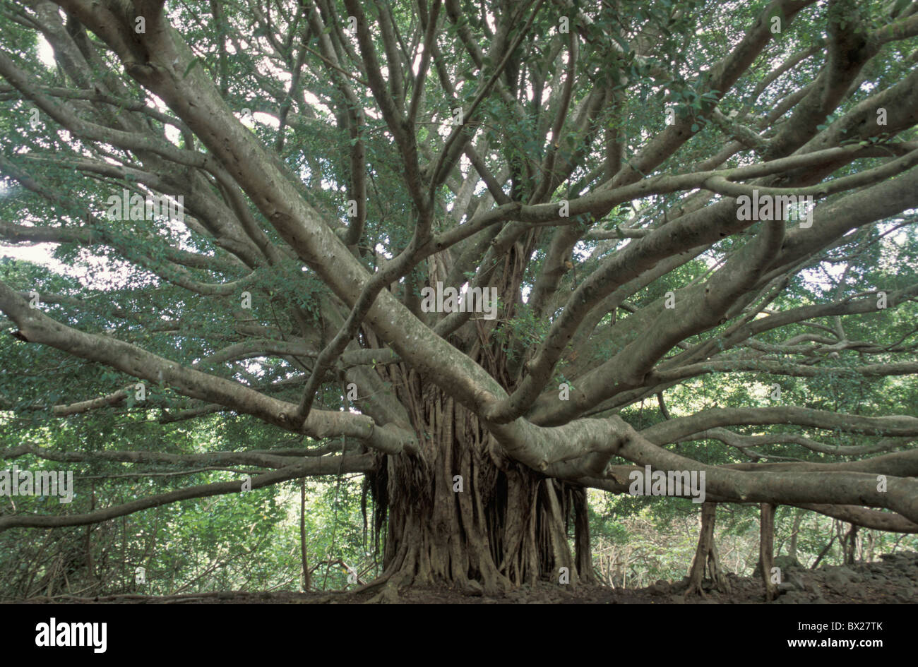 Buffi ad albero gigantical radici aeree Waimoku Falls Trail Haleakala national park parco Hawaii Maui USA Regno Foto Stock