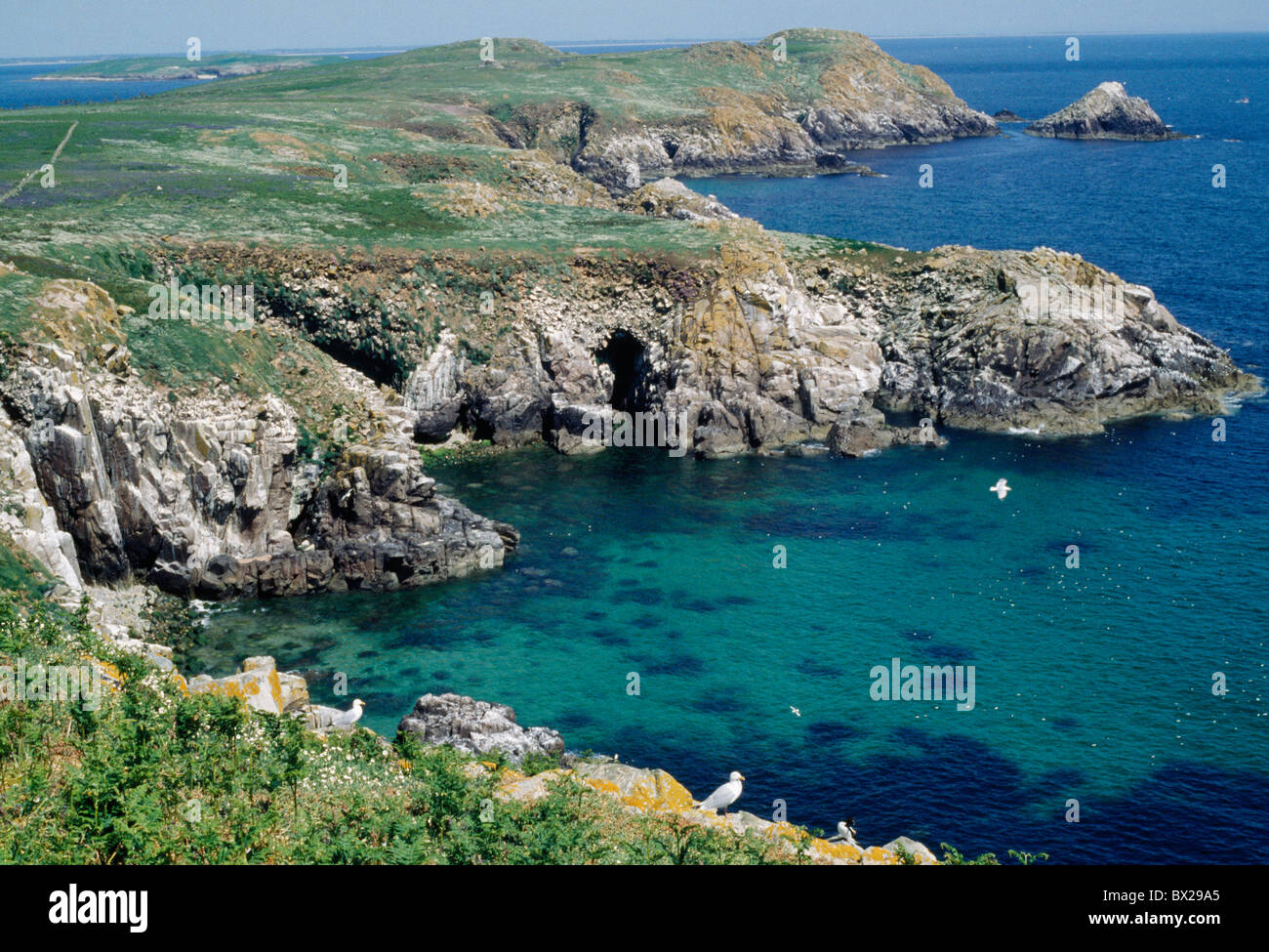 Co Wexford, Saltee Isola Foto Stock