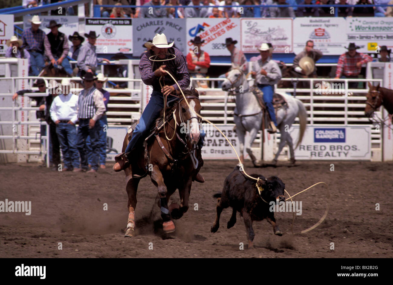 America Calf Roping Contest Oregon sorelle sorelle rodeo Stati Uniti nord america stati uniti cowboy di vitello n. mo Foto Stock