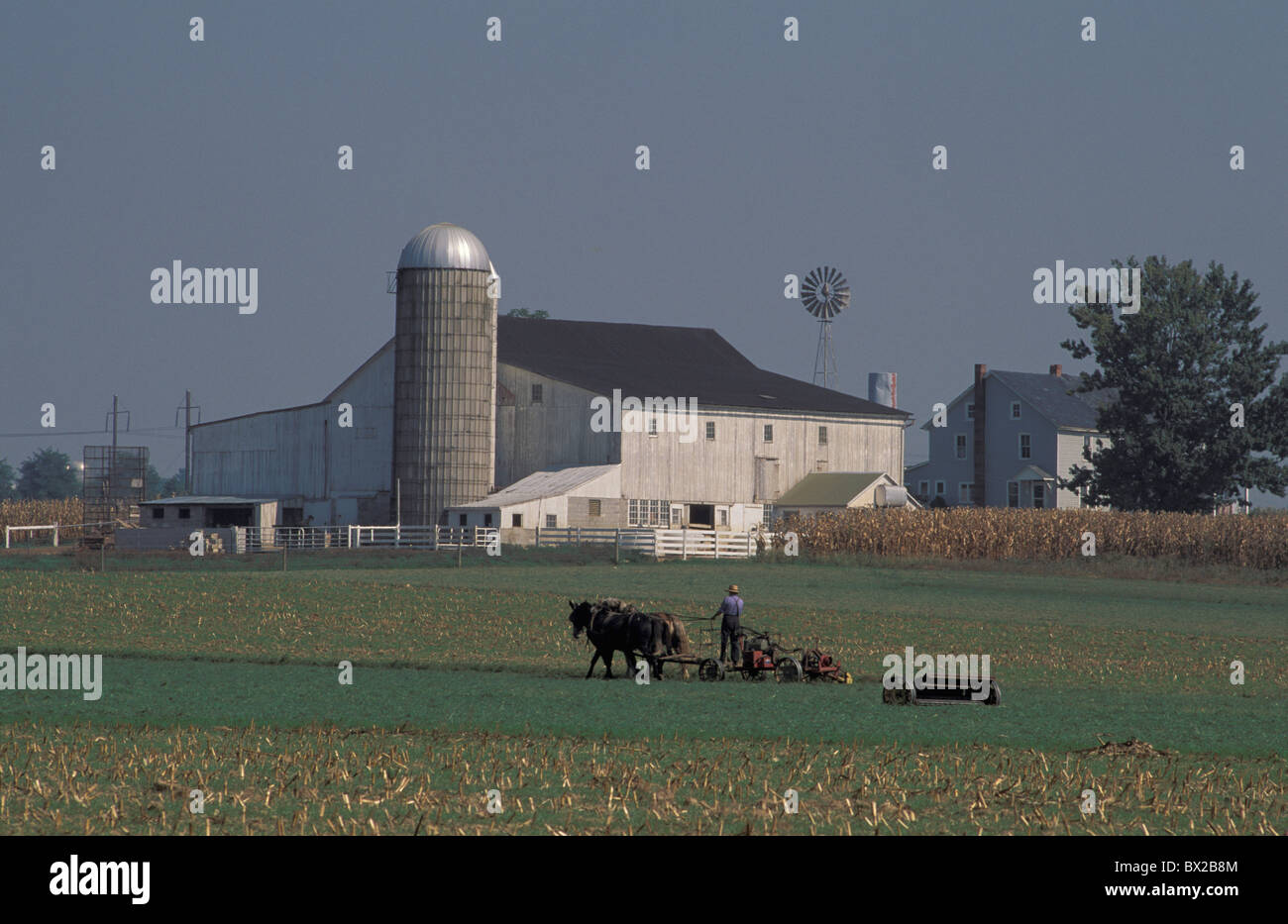 Paradise Pennsylvania USA Stati Uniti America vecchio Bird Amish gabbie Allevatori Cavalli fattoria campo agricu Foto Stock