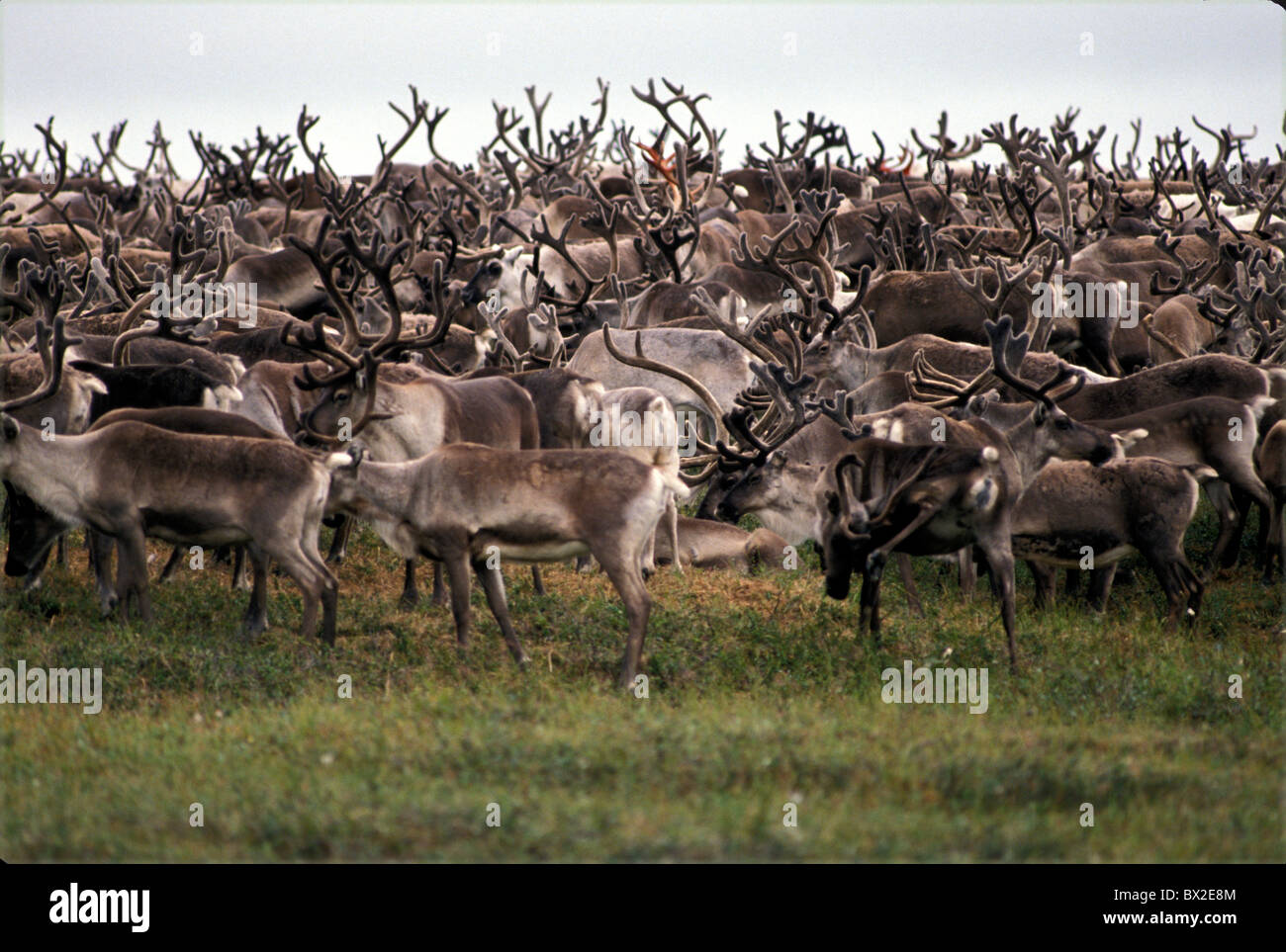 Gli animali degli animali di allevamento delle renne Ren Russia diversi Siberia Asien Foto Stock