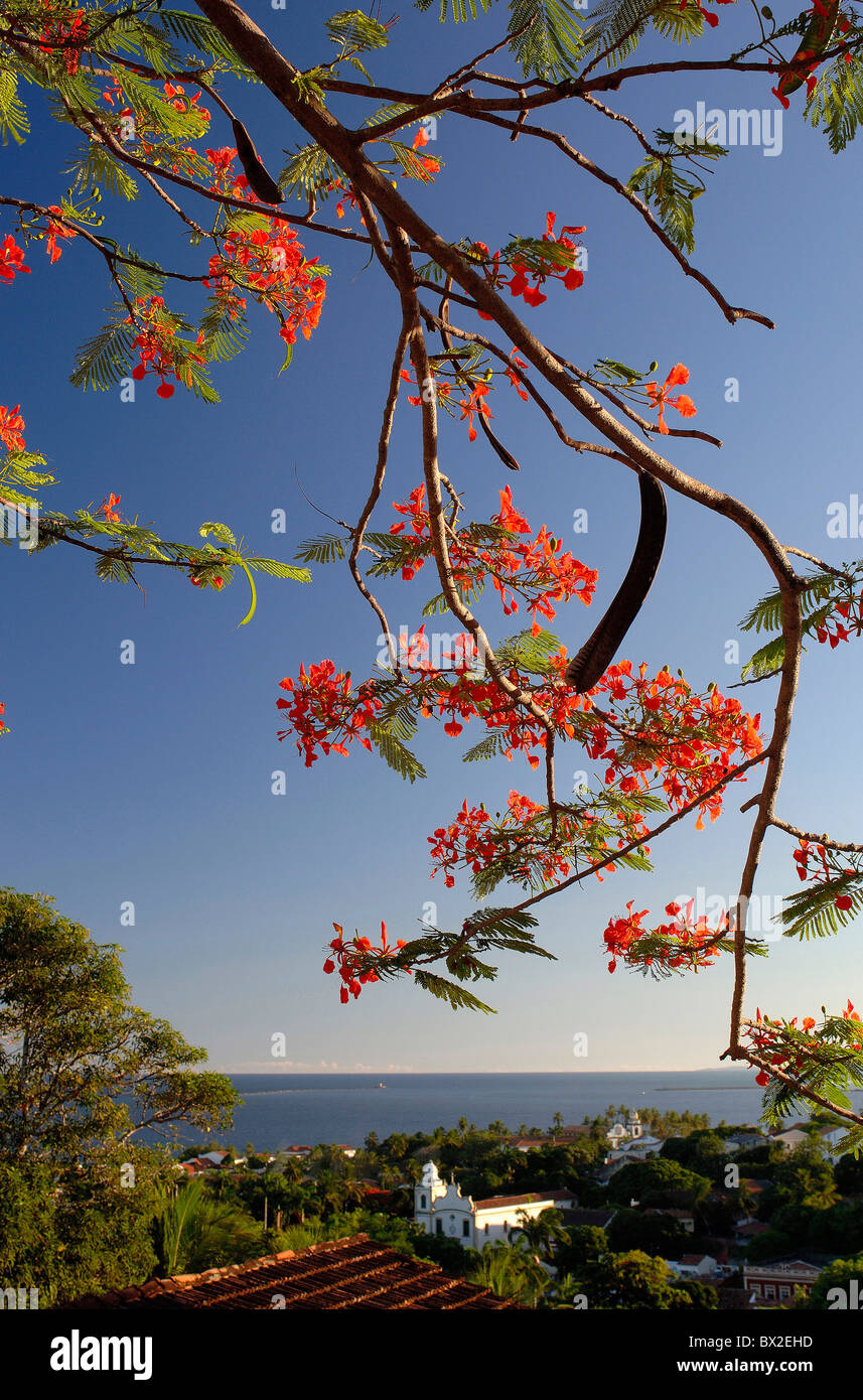 Olinda panoramica case case fiori fioriscono mare costa Pernambuco Brasile Foto Stock