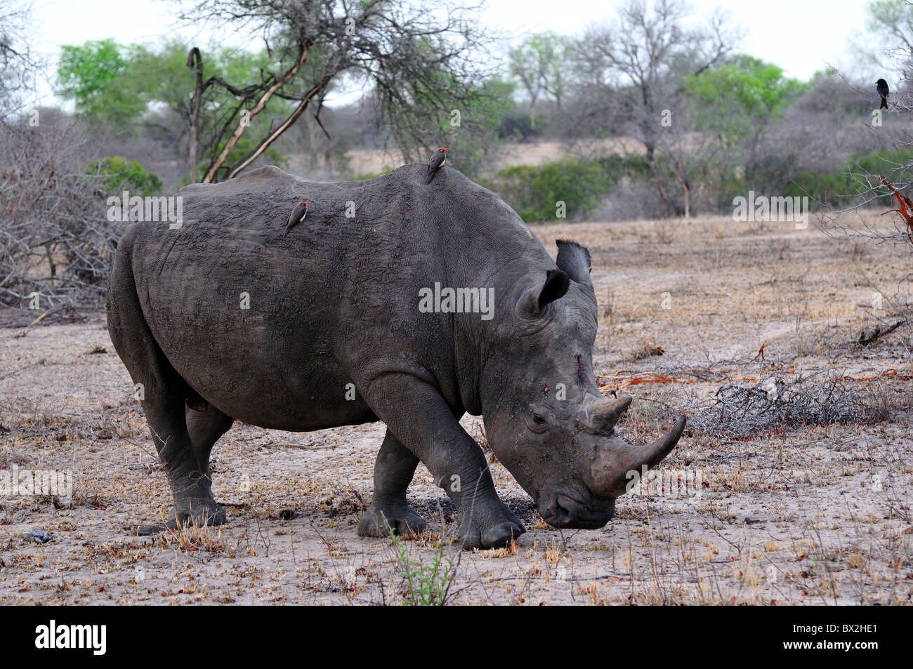 Un rinoceronte bianco maschio adulto. Parco Nazionale di Kruger, Sud Africa. Foto Stock