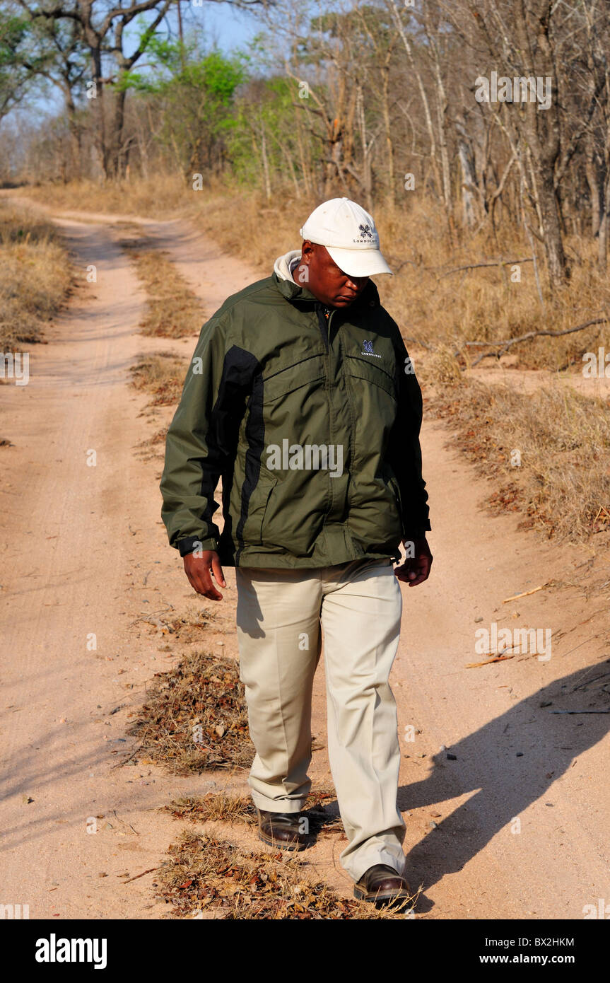 Un ranger del parco cercando per via degli animali. Parco Nazionale di Kruger, Sud Africa. Foto Stock