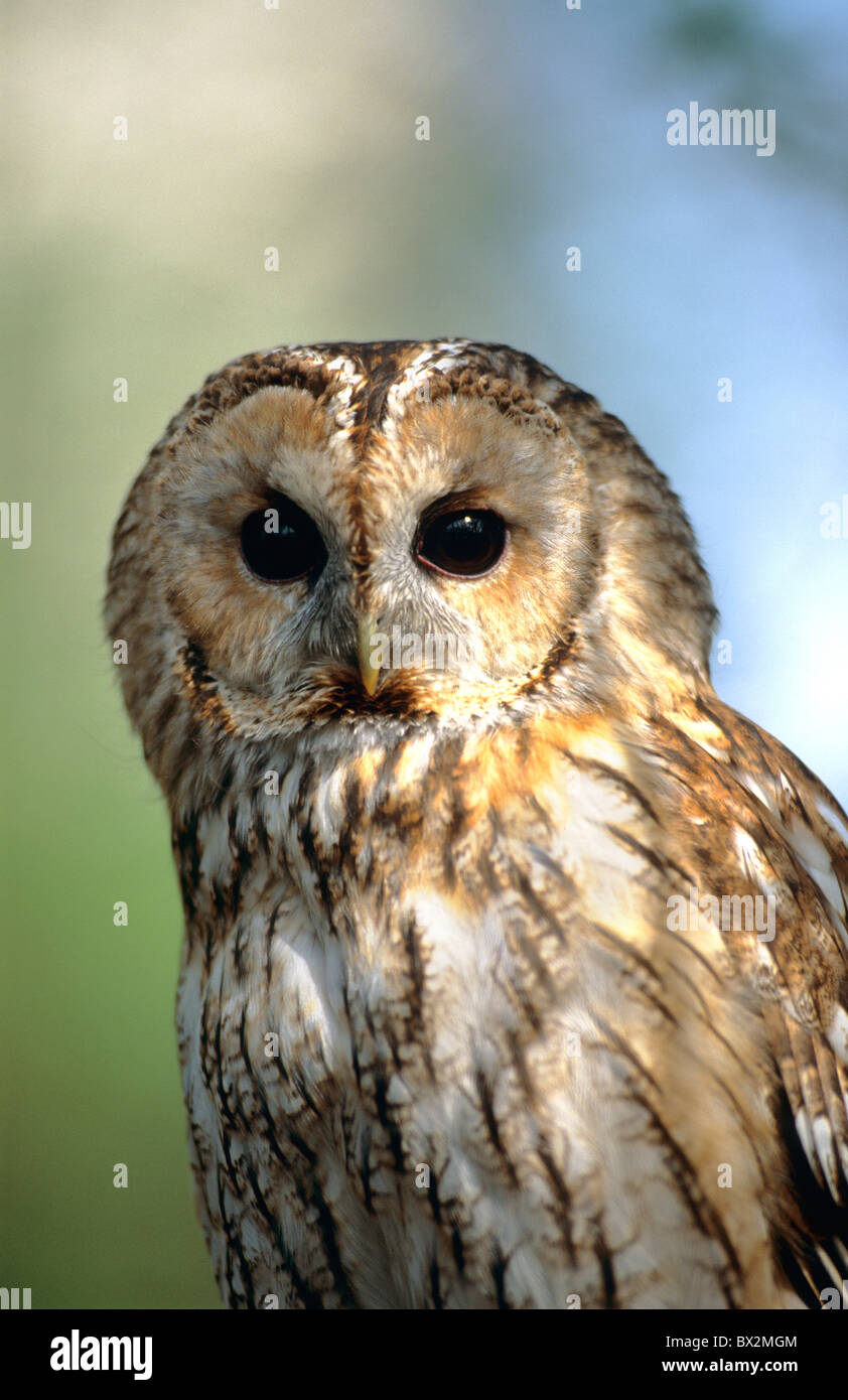 Animali Animali uccelli Uccelli gufo ritratto Strix aluco allocco Foto Stock