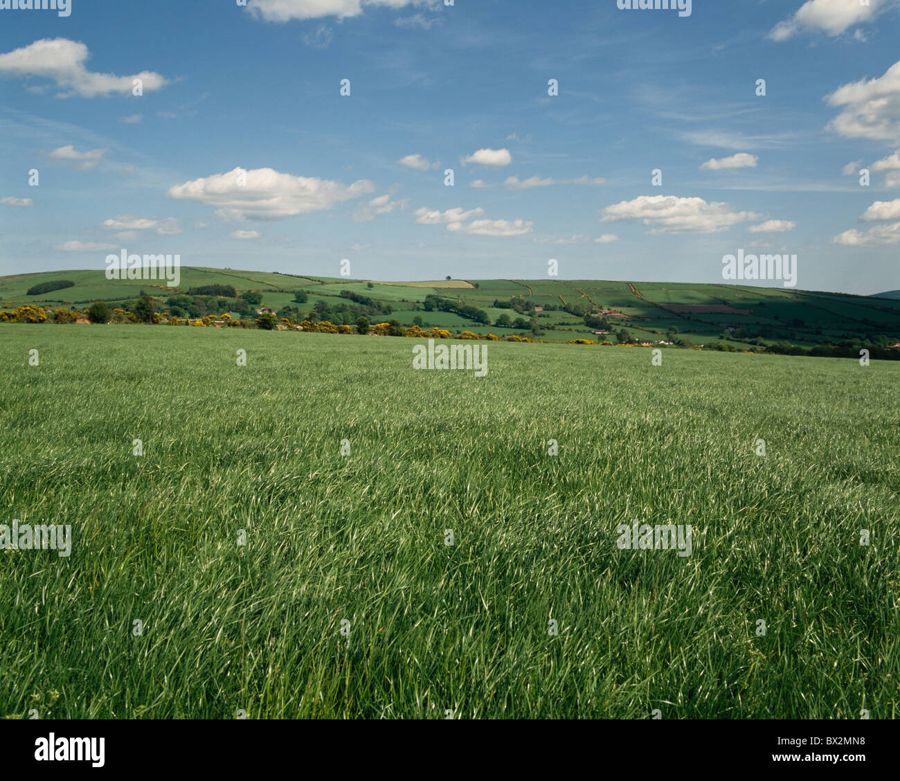 Co Wicklow, Irlanda;campo vicino Carnew Foto Stock