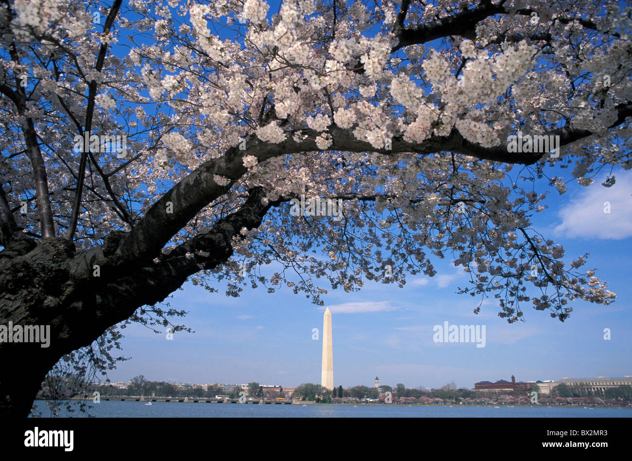 Fiori Ciliegio Tidal Basin Monumento di Washington Washington D.C. Stati Uniti d'America America Nord America fioritura Foto Stock