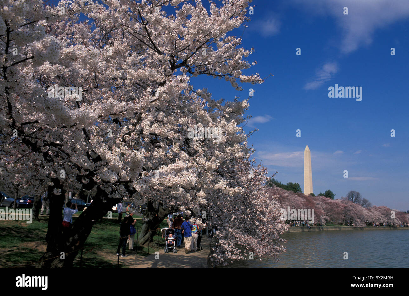 Fiori Ciliegio Tidal Basin Monumento di Washington Washington D.C. Stati Uniti d'America America Nord America fioritura Foto Stock