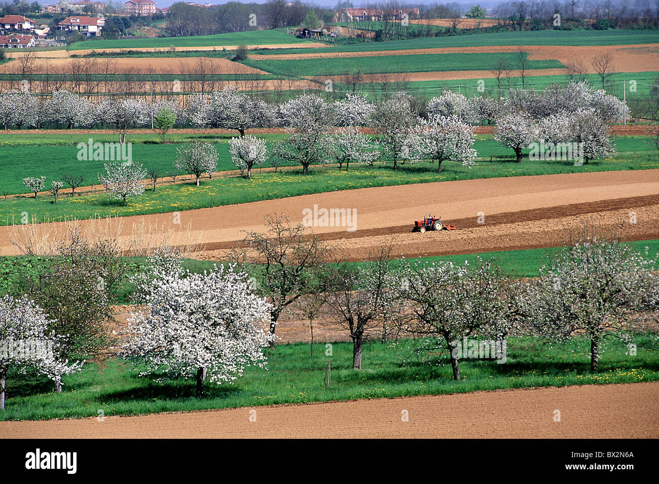 Campo campi paesaggio paesaggio trattore fiore di ciliegio ciliegie alberi ciliegi in fiore primavera agricoltura Foto Stock