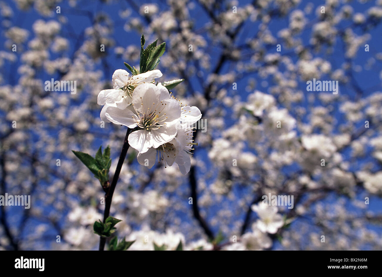 Fiore di Ciliegio blossoms ciliegie alberi ciliegi in fiore primavera  agricoltura Italia Europa Piemonte Pecetto Foto stock - Alamy