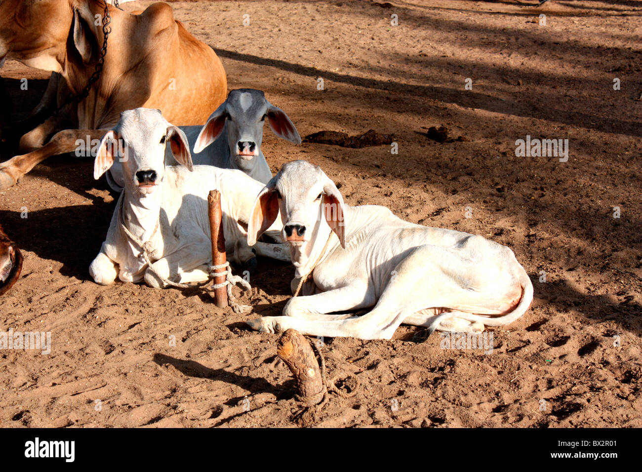 Le mucche in una fattoria di diario in India Foto Stock