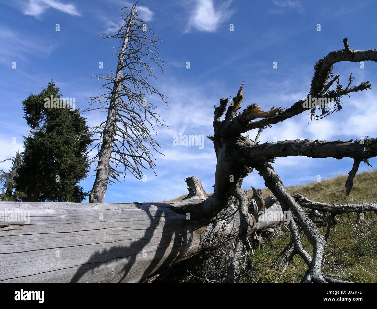 Alberi morti morti ago di legno alberi montagne paesaggio delle Alpi Foto Stock