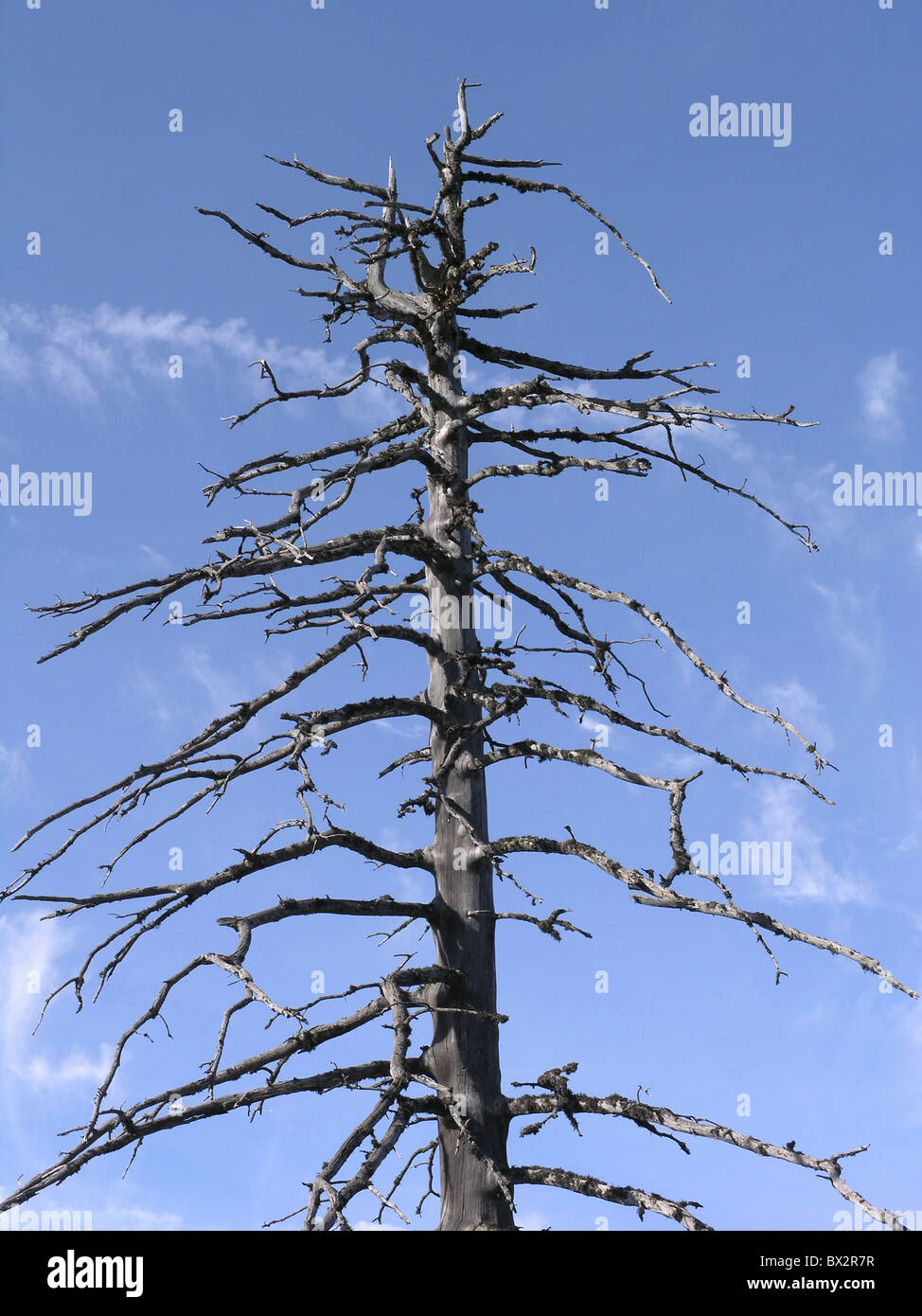 Albero morto legno albero ad ago Foto Stock