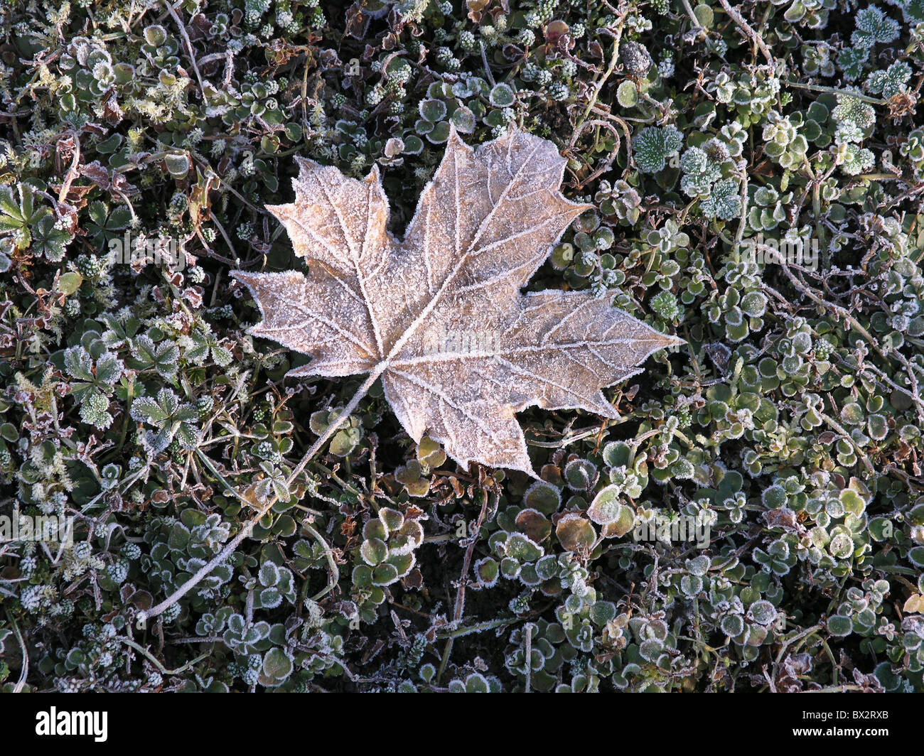 Maple Leaf fogliame gelo invernale brina brina fredda Foto Stock