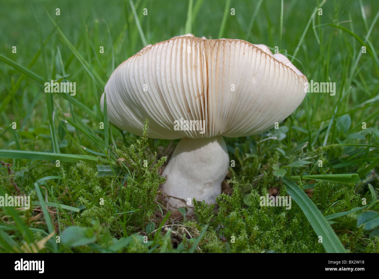 Fungo bianco in un prato con le branchie visibile Foto Stock
