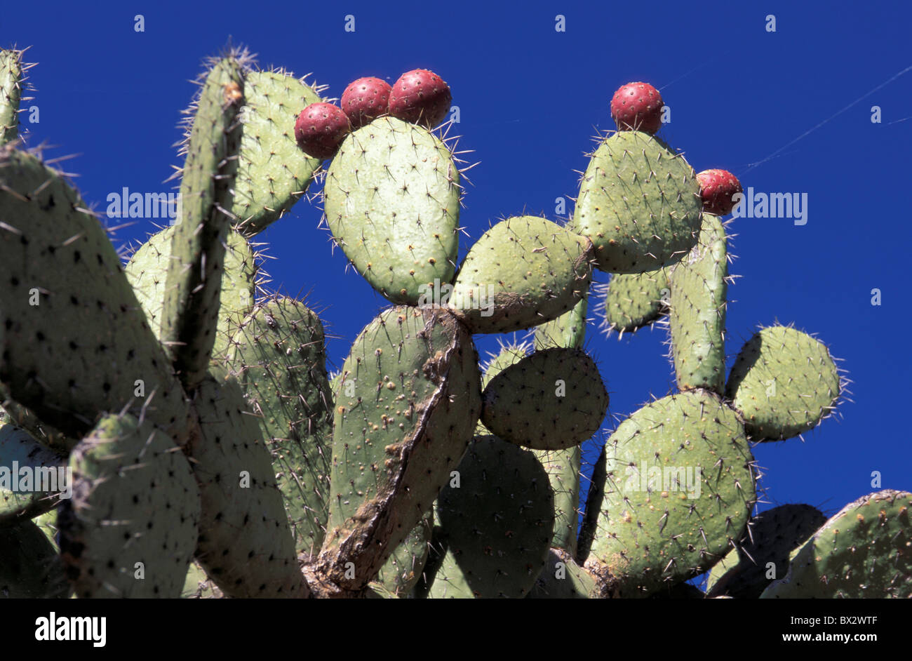 Cactus cactus Estado de Jalisco Lagos de Moreno Messico America centrale America Nopal cactus frutti tonno Nort Foto Stock