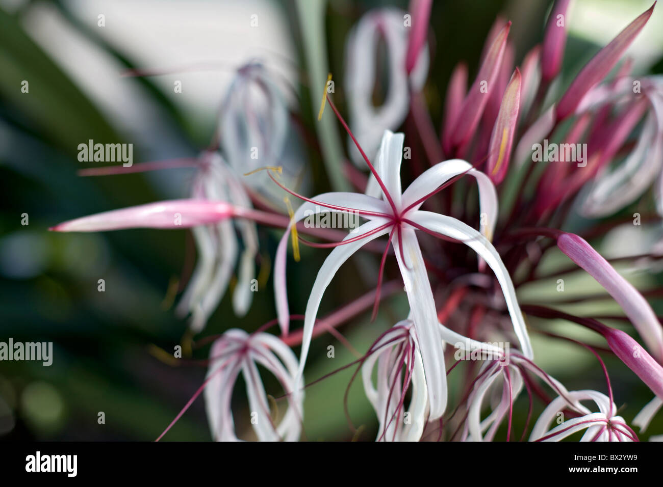 Fiori tropicali in Nassau Foto Stock