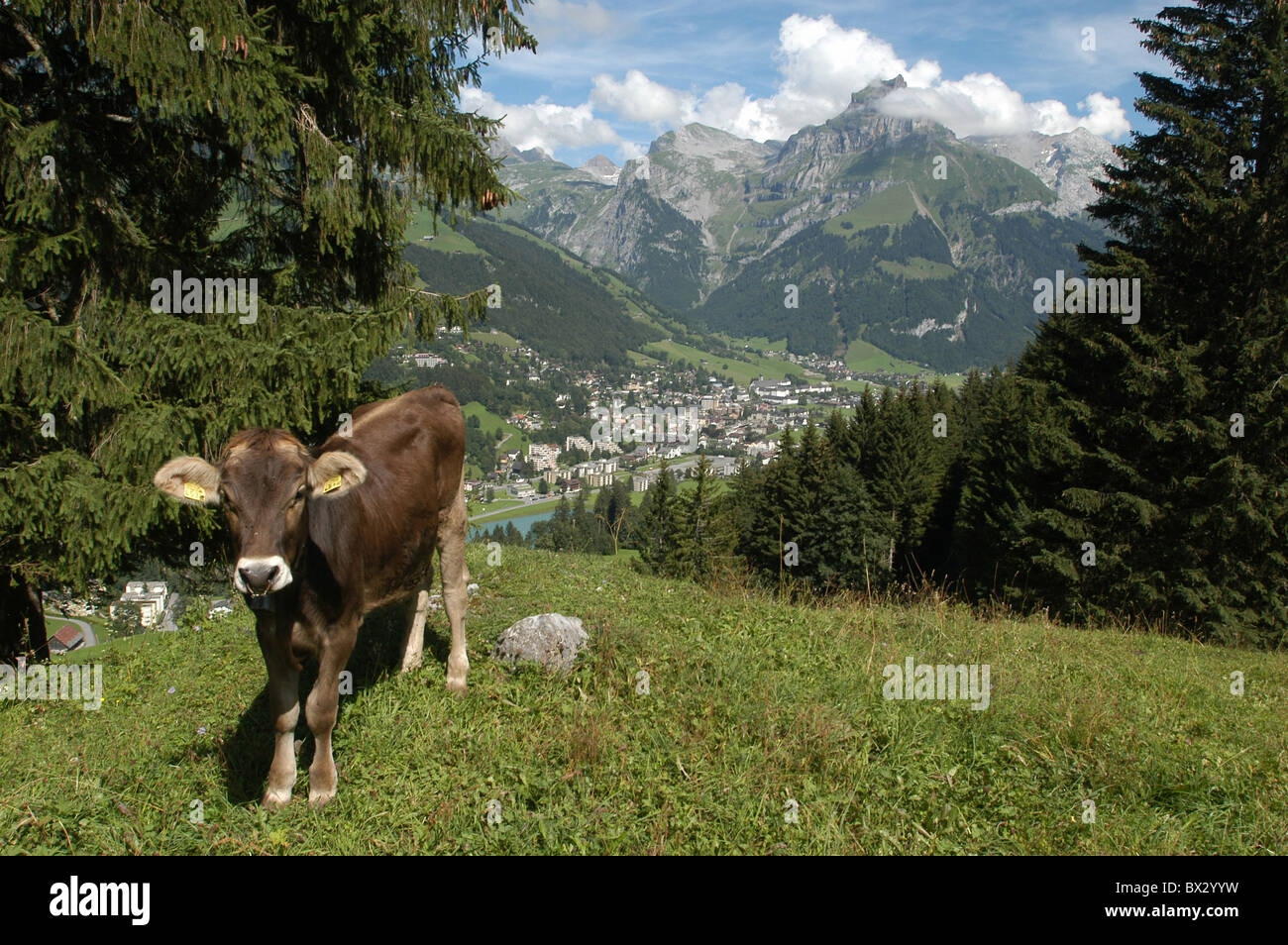 Mucca vitello marrone degli animali da allevamento degli animali Engelberg panoramica villaggio valle montagne delle Alpi il cantone di Obvaldo s Foto Stock