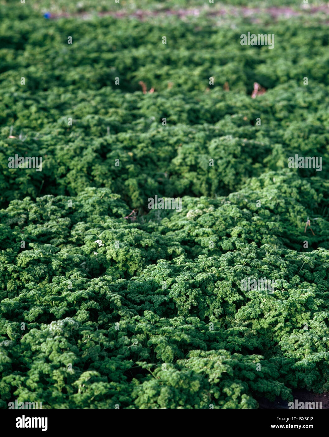 Campo di prezzemolo (Petroselinum crispum), Irlanda Foto Stock