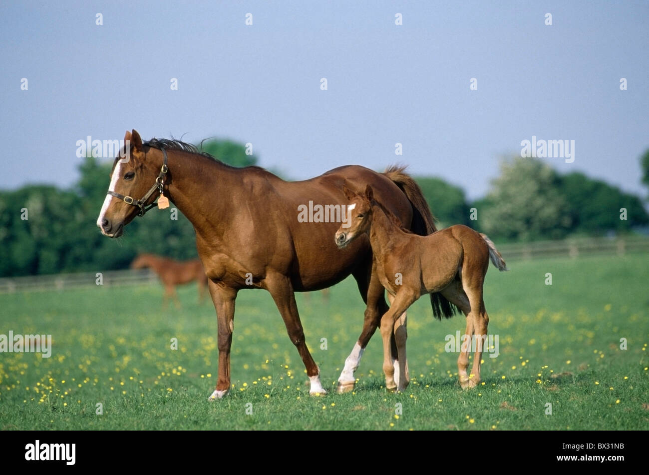 Cavalli - cavalli purosangue, Fattrici e puledri, Foto Stock