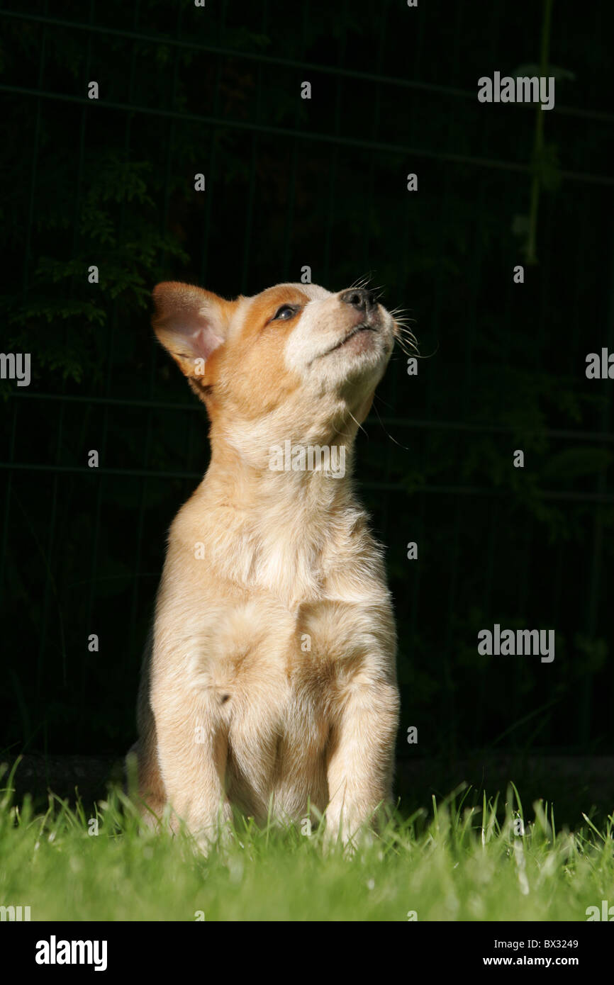 Miniature pinscher cucciolo Foto Stock