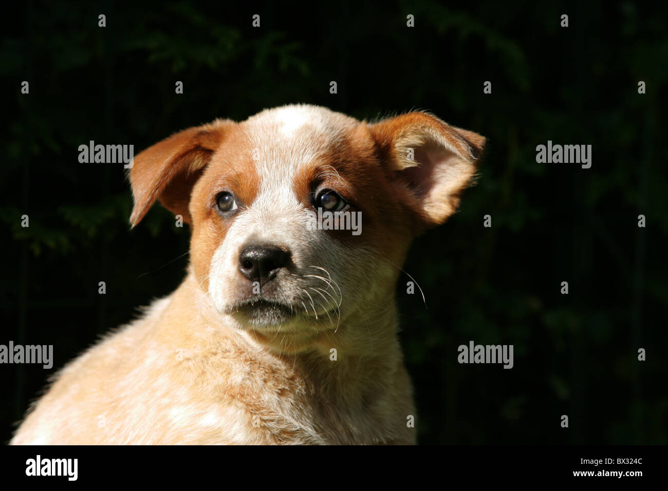 Miniature pinscher cucciolo Foto Stock