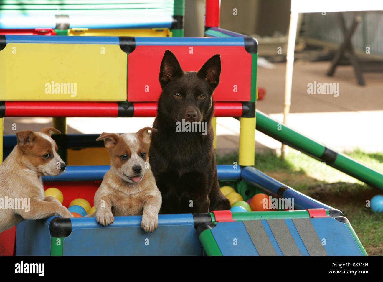 Miniature pinscher cuccioli Foto Stock