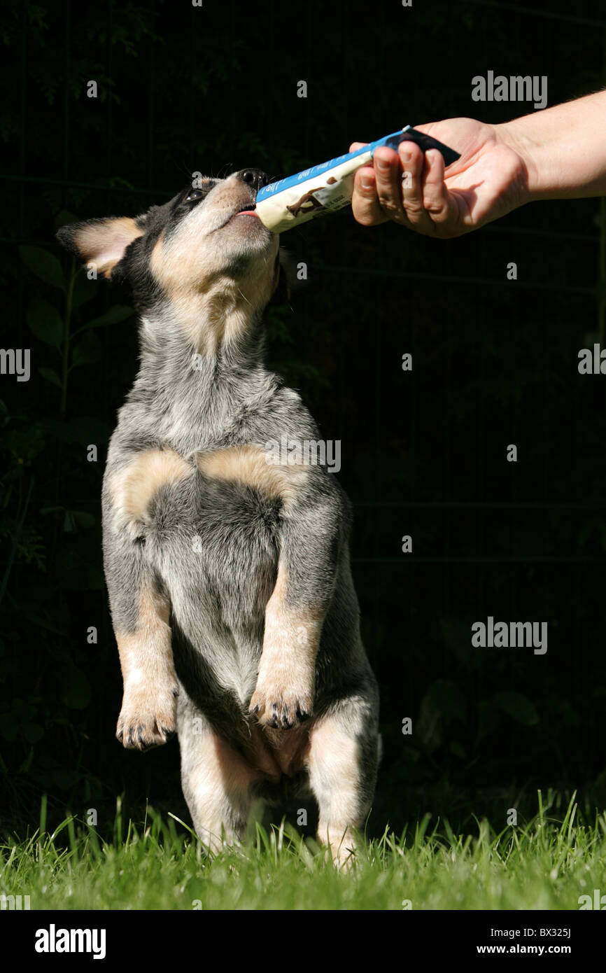 Miniature pinscher cucciolo Foto Stock