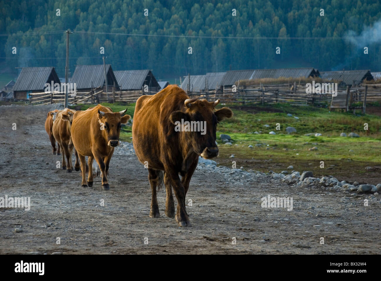 Un gruppo di vacche in Hemu village, settentrionale Xinjiang, Cina. Foto Stock