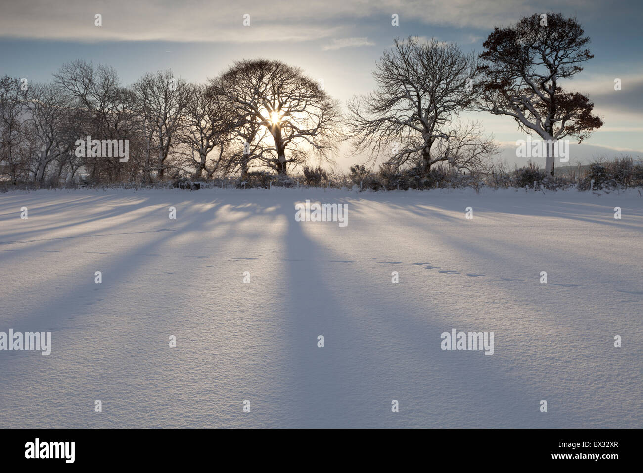 Mattina sole che splende attraverso una fila di alberi gettando ombre su un campo nevoso Foto Stock