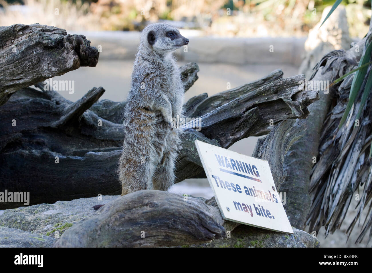 Meerkat in un parco in Oxfordshire Foto Stock