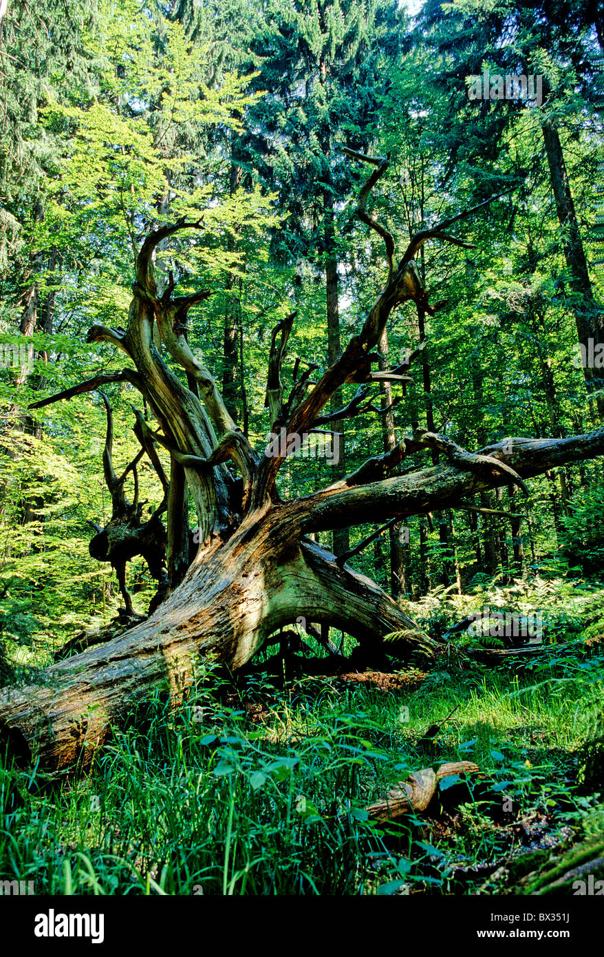 Radice di legno albero morto naturalmente legno morto legno scenario natura paesaggio della Foresta Bavarese Germania Europa Bavar Foto Stock