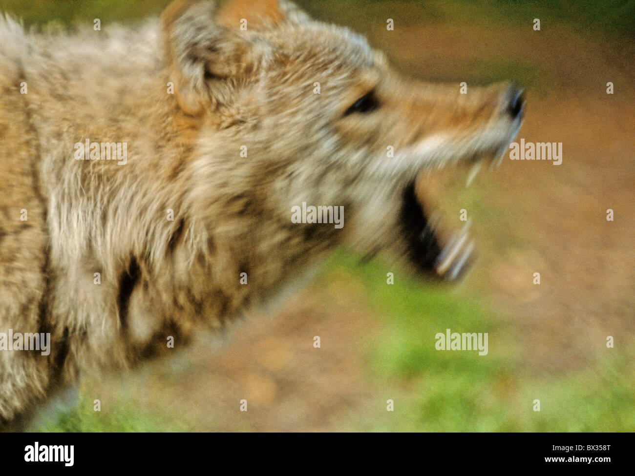 Wolf Bulloni per gabbia di bottiglia d'acqua anodizzati di precisione - 4 pz. oro