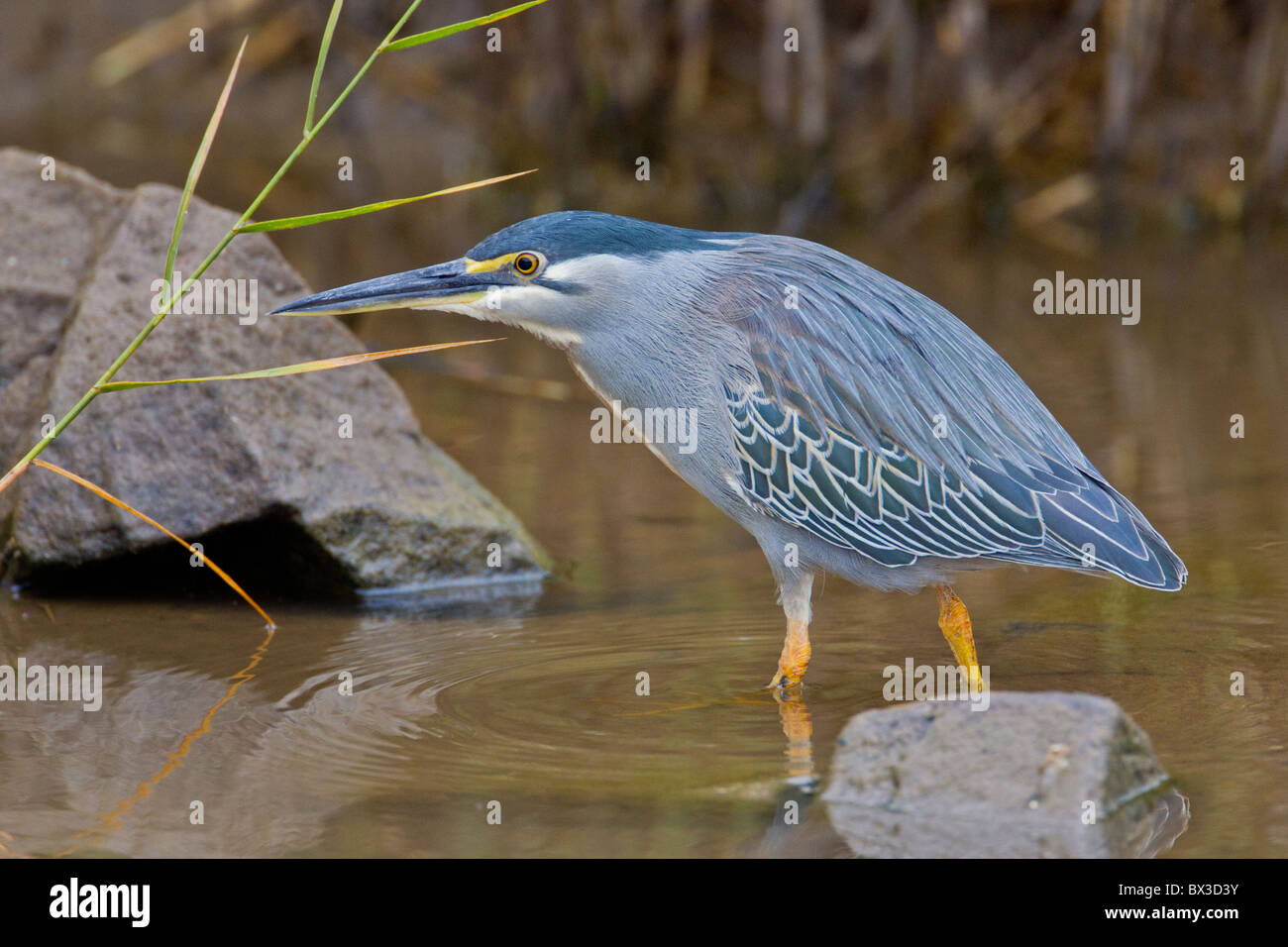 Ritratto di una mangrovia heron (Butorides striatus) in corrispondenza di un fiume. La foto è stata scattata nel Parco Nazionale di Kruger, Sud Africa. Foto Stock