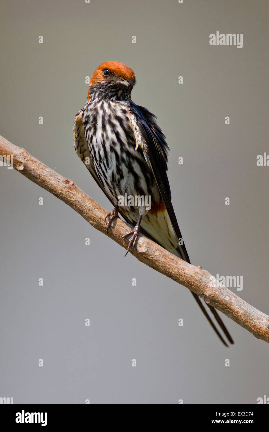Ritratto di una minore striped swallow (Cecropis abyssinica) su un ramoscello. La foto è stata scattata nel Parco Nazionale di Kruger, Sud Africa. Foto Stock