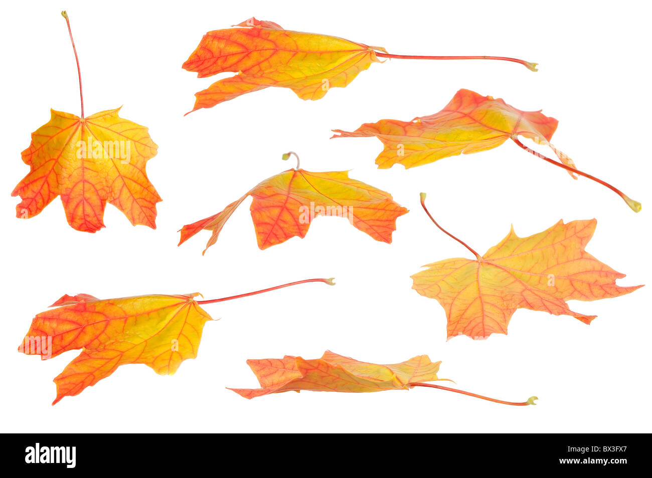Ci sono foglie di autunno per bei disegni Foto Stock