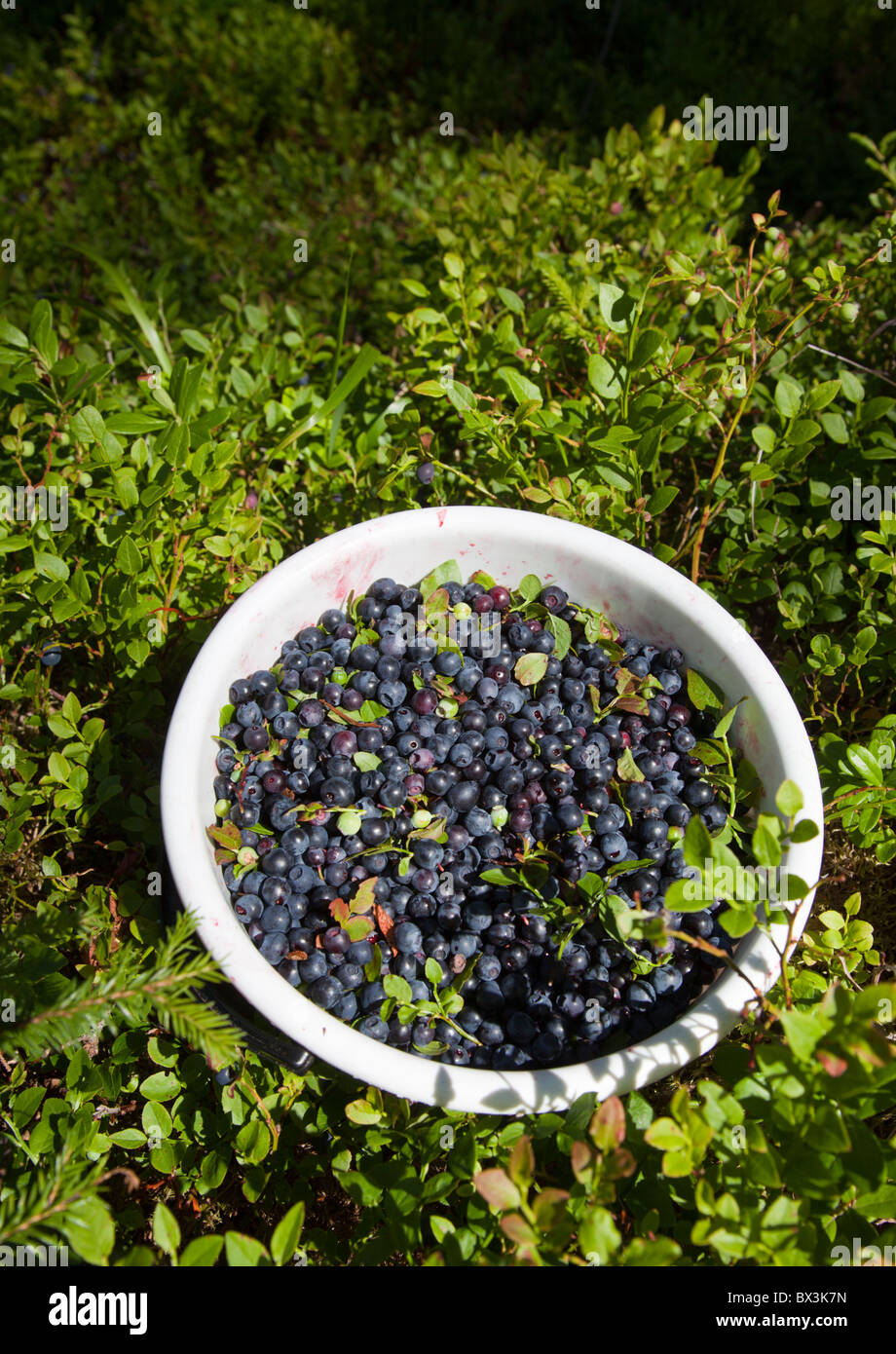 Secchio di plastica riempito con mirtilli appena raccolti ( vaccinium myrtillus ), Finlandia Foto Stock