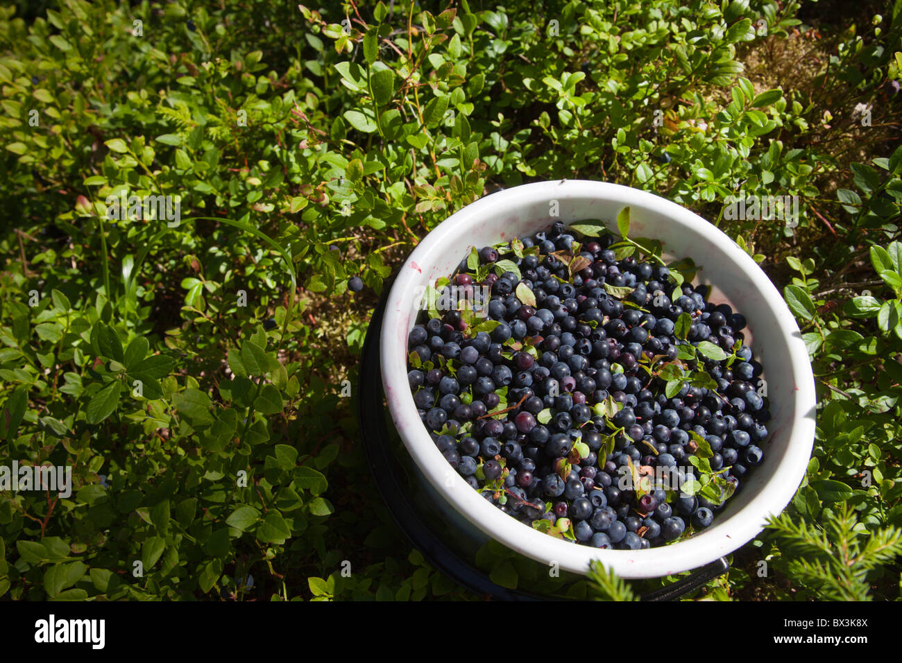 Secchio di plastica riempito con mirtilli appena raccolti ( vaccinium myrtillus ), Finlandia Foto Stock