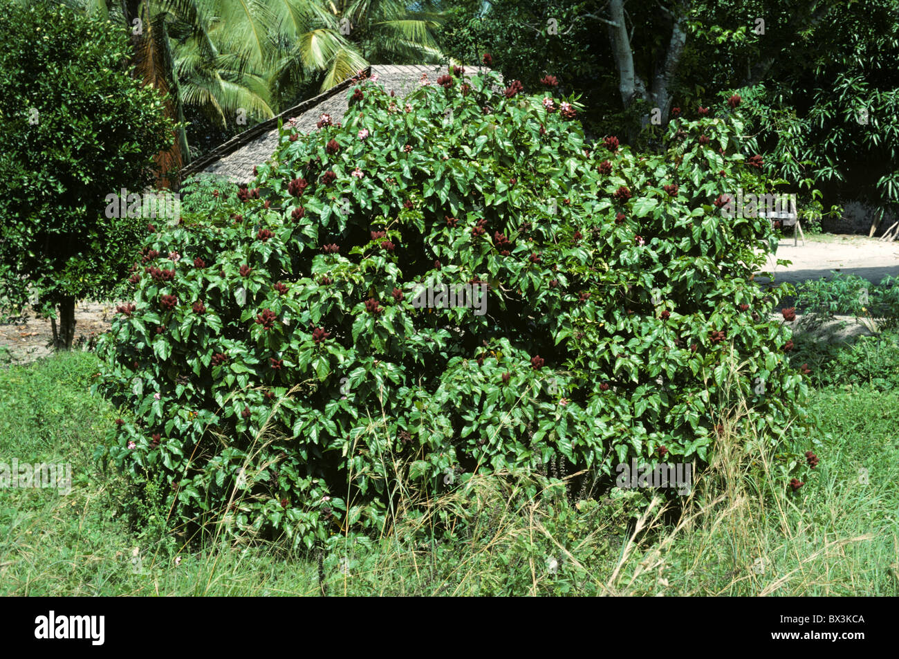 Bixa pianta colorante con matura seedpods, Kenya Foto Stock