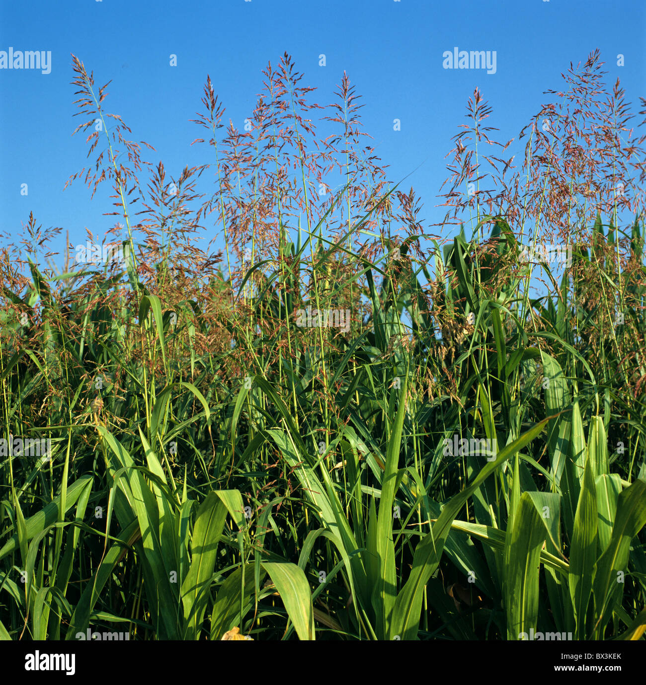 Johnson ricopre d'erba (halepense di Sorgo) fioritura in una matura il raccolto di mais, Italia Foto Stock