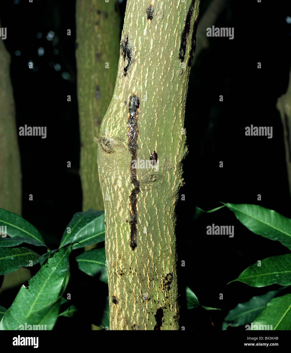 Il sanguinamento fisiologiche del disordine di stelo, essudazione di resina da un albero di mango, Thailandia Foto Stock