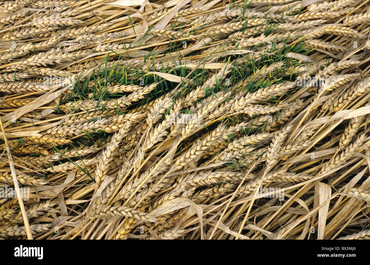 Presentate il raccolto di grano con grano chitting nelle orecchie con tempo umido Foto Stock