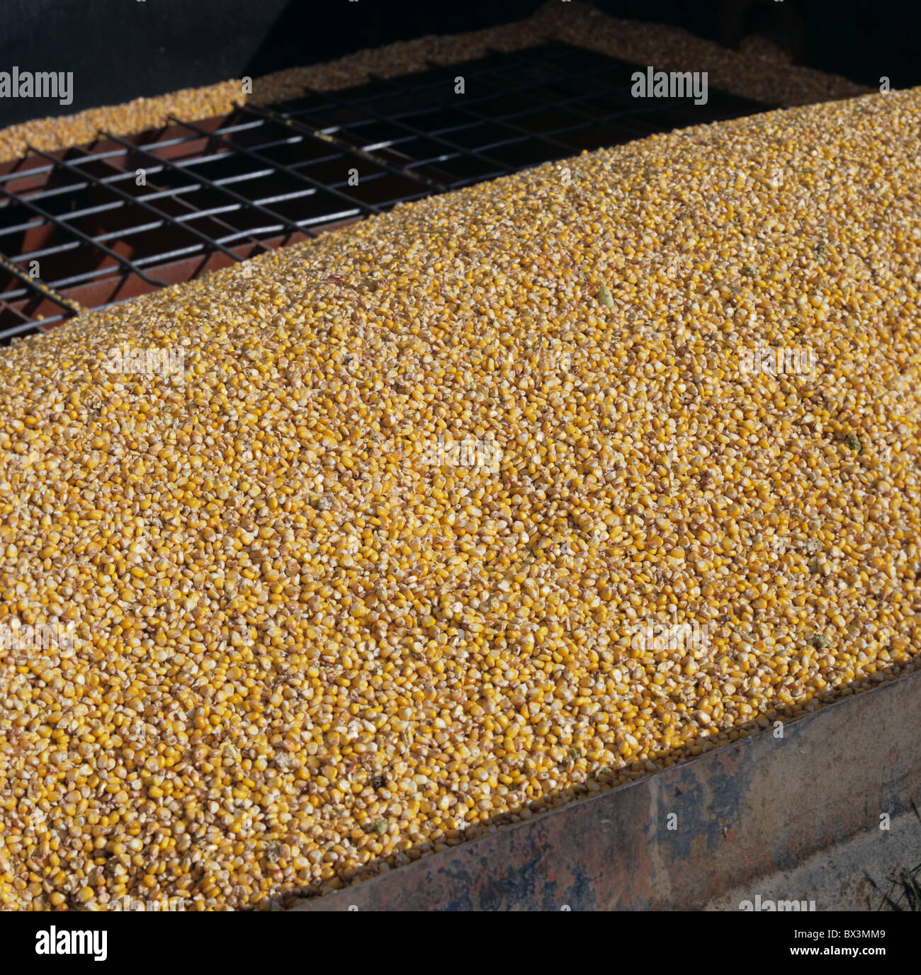 Il mais o granoturco grano nella tramoggia silo da un prodotto combinato per il mangime degli animali Foto Stock